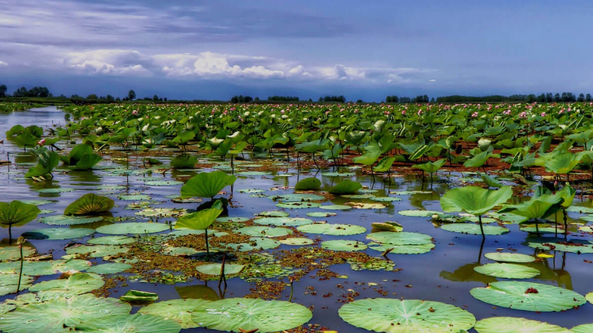 Anzali Lagoon
