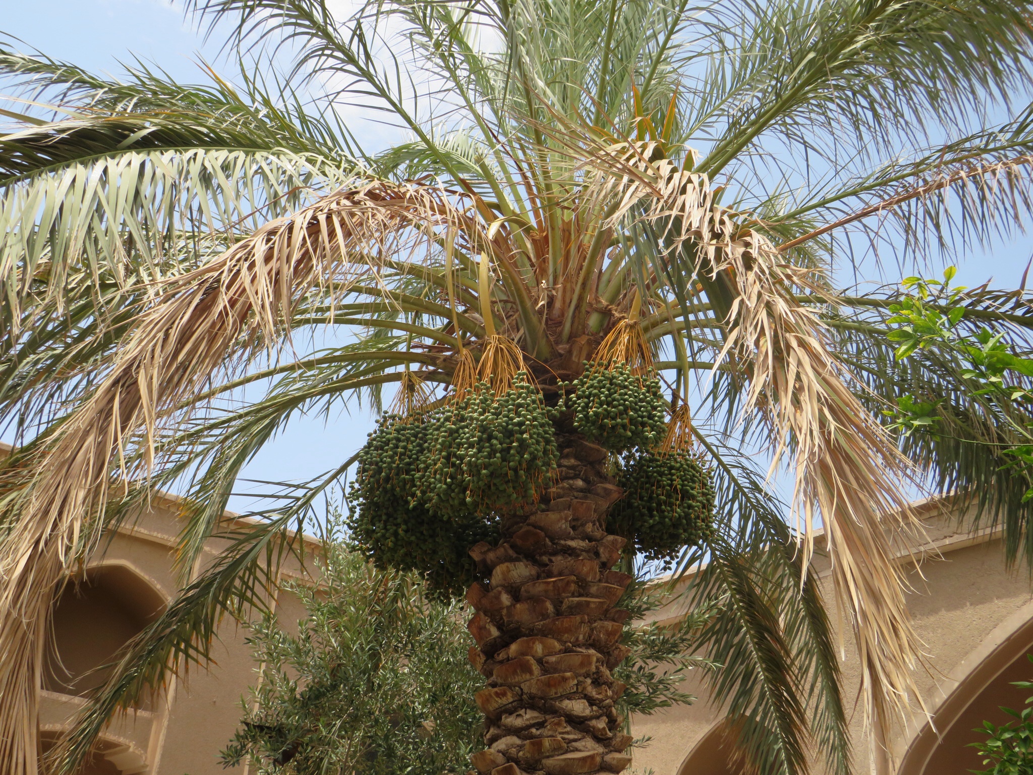 Iranshahr Date Palm Farm